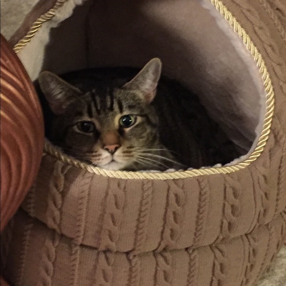 Meet your Posher, Dolly - Picture 5 of 8